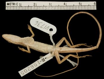 Media type: image;   Herpetology R-156205 Aspect: ventral